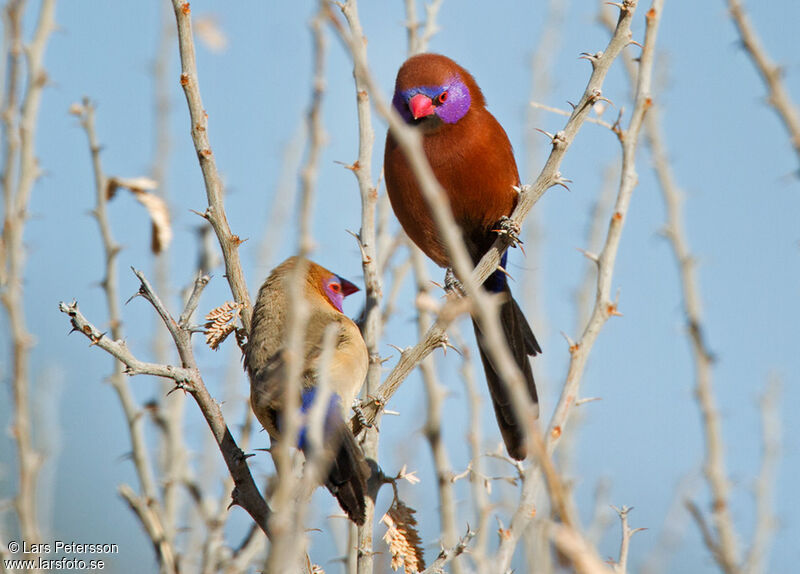 Violet-eared Waxbill