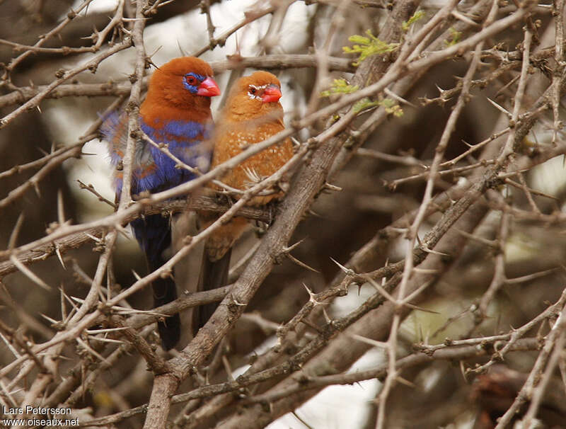 Purple Grenadieradult, pigmentation, Behaviour