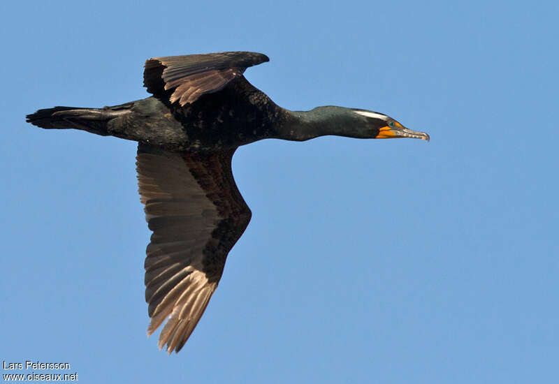 Double-crested Cormorantadult breeding, Flight