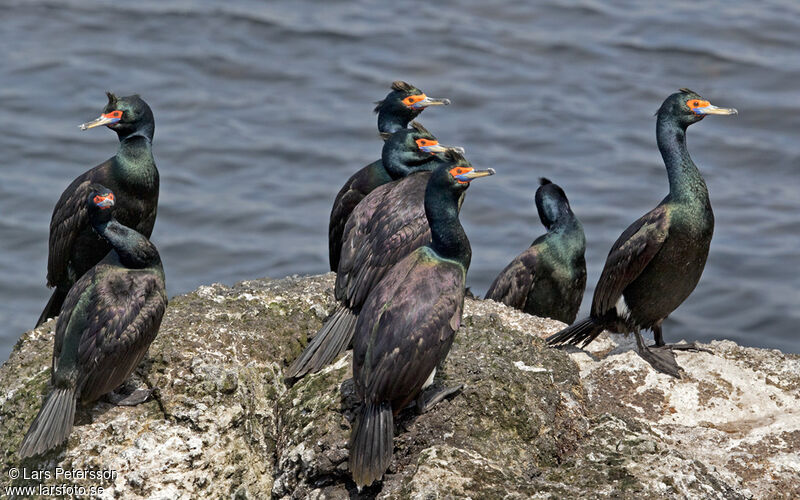 Red-faced Cormorant