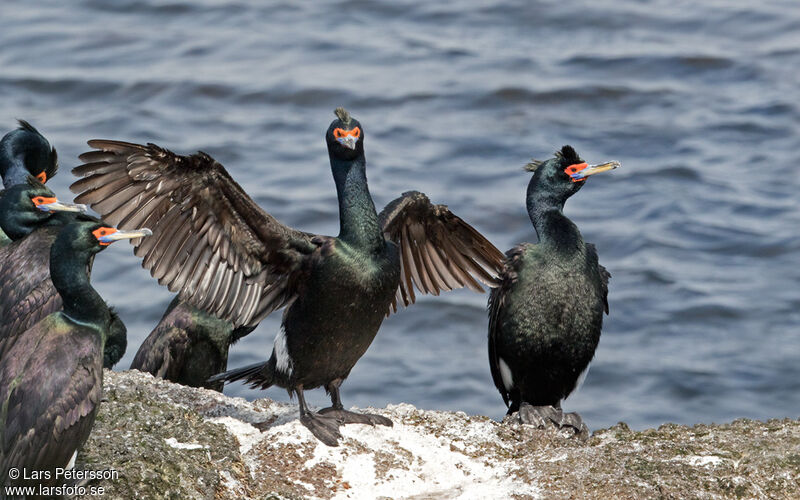 Cormoran à face rouge