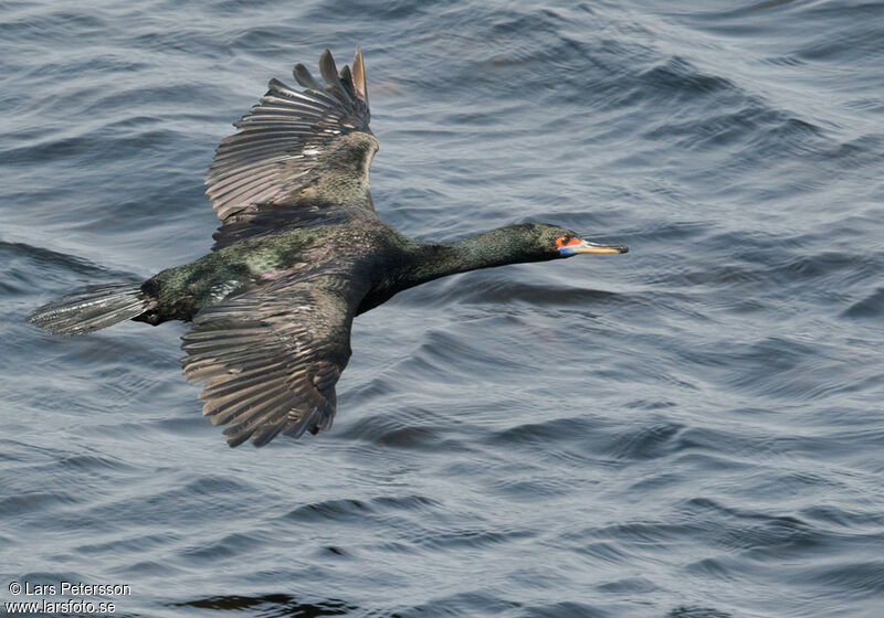 Red-faced Cormorant