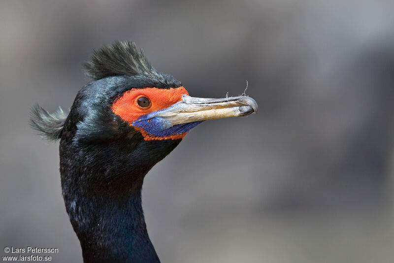 Cormoran à face rouge