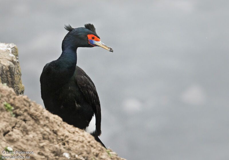 Cormoran à face rouge