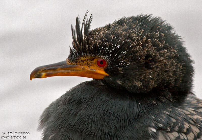 Cormoran africain