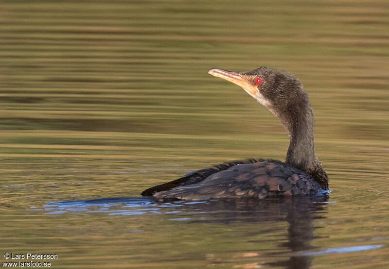 Cormoran africain