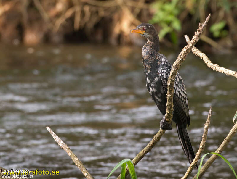 Cormoran africainimmature, habitat, pigmentation