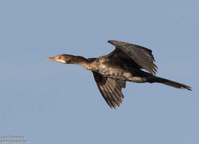 Cormoran africainimmature, Vol