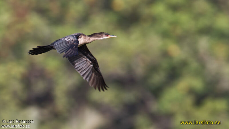 Reed Cormorant