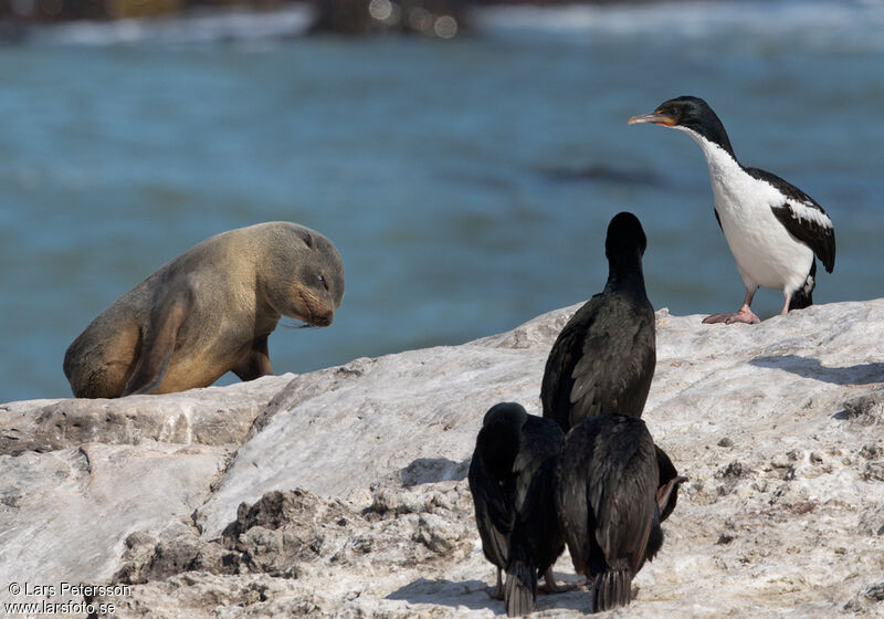 Otago Shag