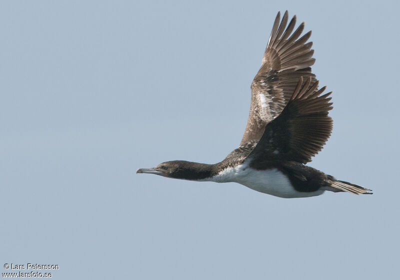 Otago Shag