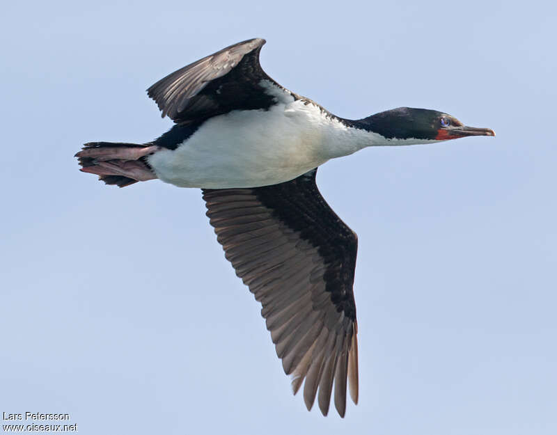 Cormoran bronzéadulte, Vol