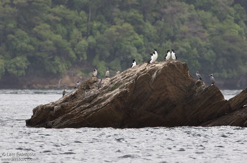 Cormoran caronculé