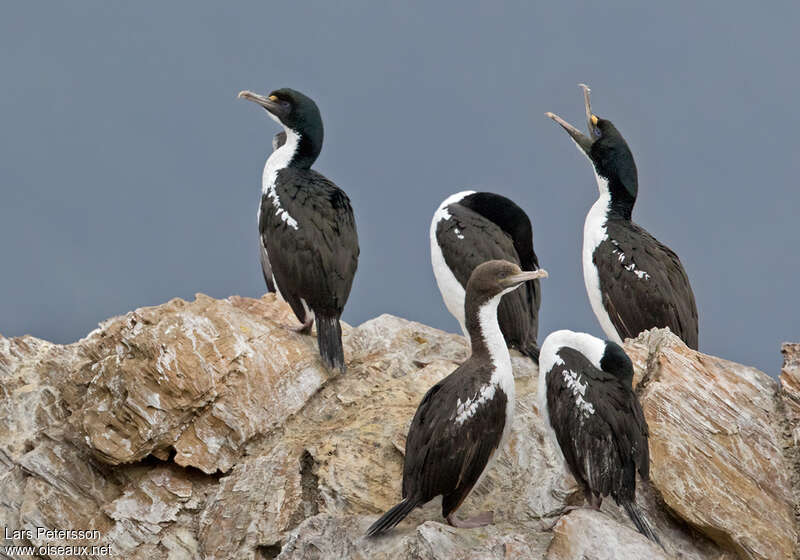 Cormoran caronculéadulte