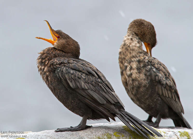 Cormoran couronnéjuvénile, identification