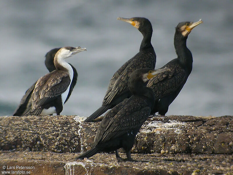 Cormoran de Tasmanie