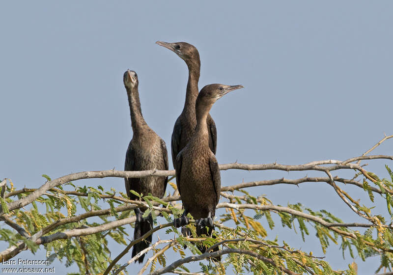 Little Cormorantimmature, habitat, pigmentation, Behaviour