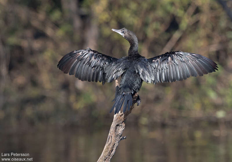 Little Cormorantsubadult transition, care, pigmentation, Behaviour