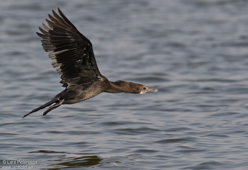 Little Cormorant