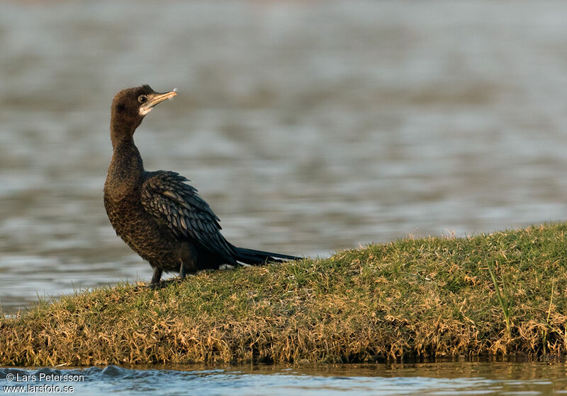 Little Cormorant