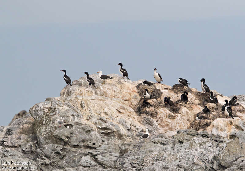 Chatham Shagadult, habitat