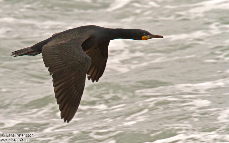 Cape Cormorant