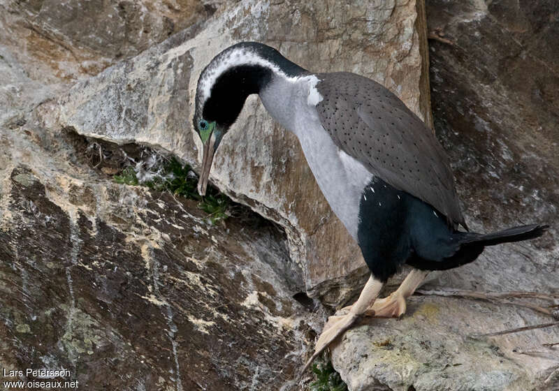 Cormoran mouchetéadulte, Comportement