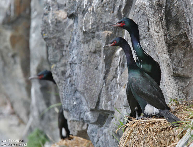 Pelagic Cormorantadult breeding, habitat, pigmentation