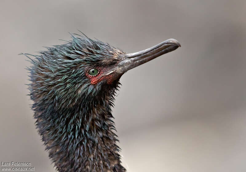 Cormoran pélagiqueimmature, portrait