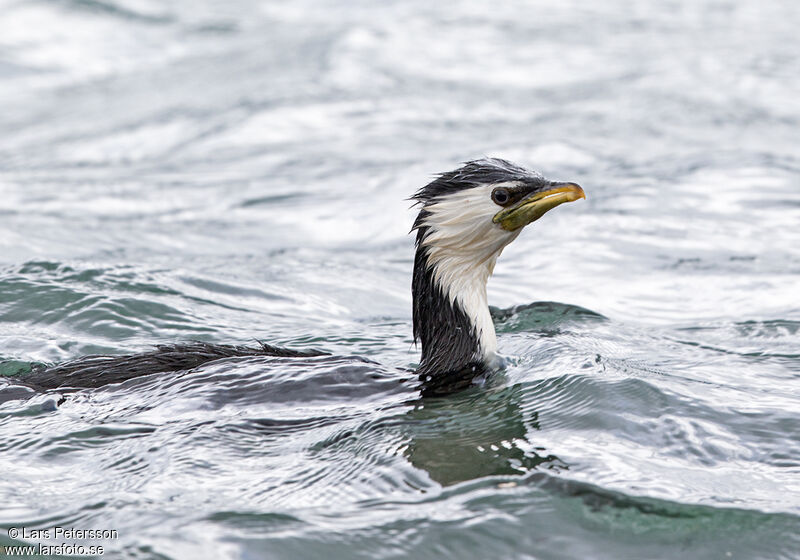 Little Pied Cormorant