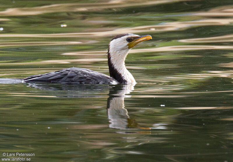 Little Pied Cormorant