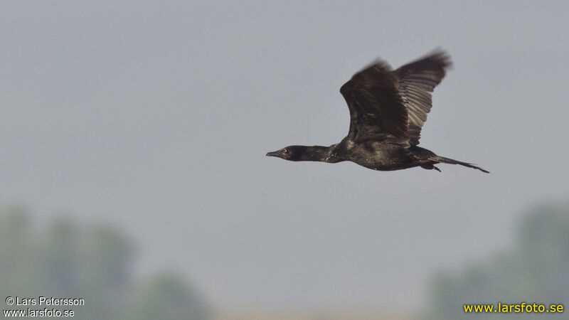 Pygmy Cormorant