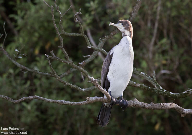 Cormoran variéimmature, pigmentation