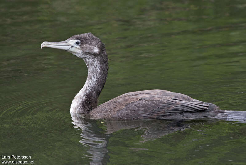 Australian Pied Cormorantjuvenile, pigmentation, swimming