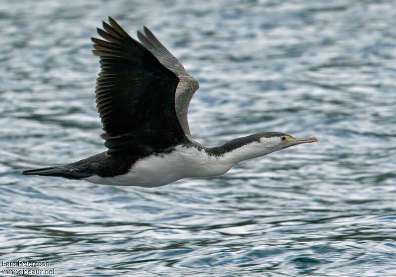 Australian Pied Cormorantadult, Flight