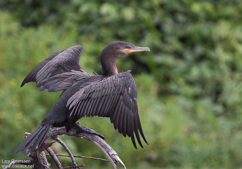 Cormoran viguaimmature, Comportement