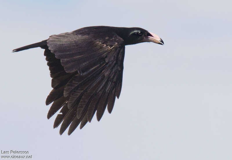 White-billed Crowadult, Flight