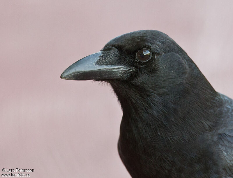 American Crow