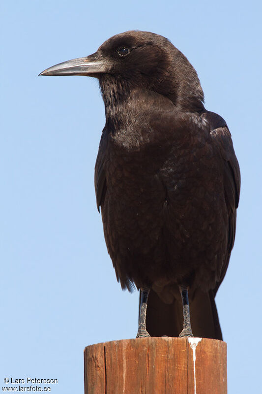 Cape Crow