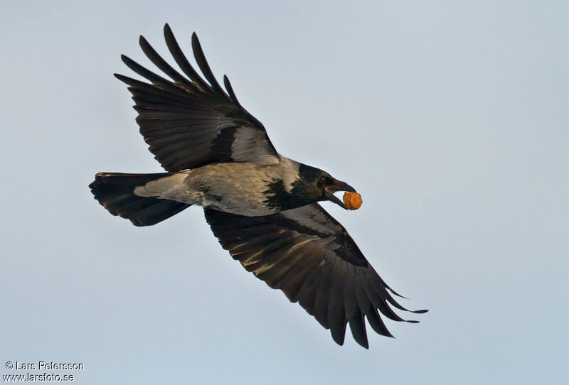 Hooded Crow