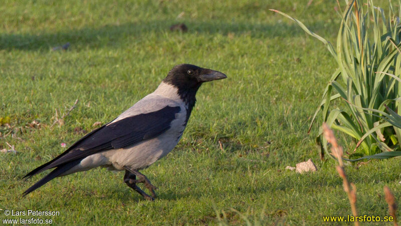 Hooded Crow