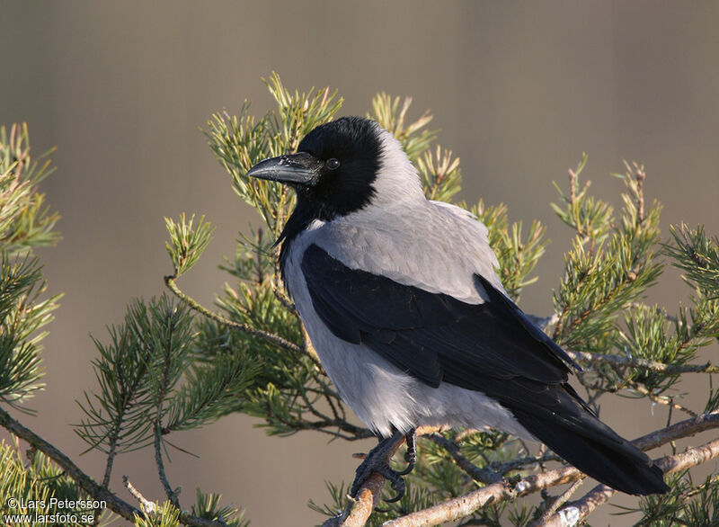 Hooded Crow