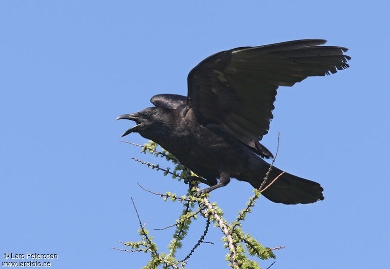 Carrion Crow