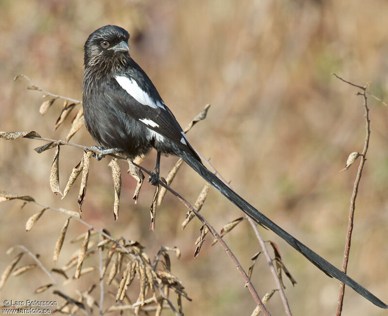 Corvinelle noir et blanc