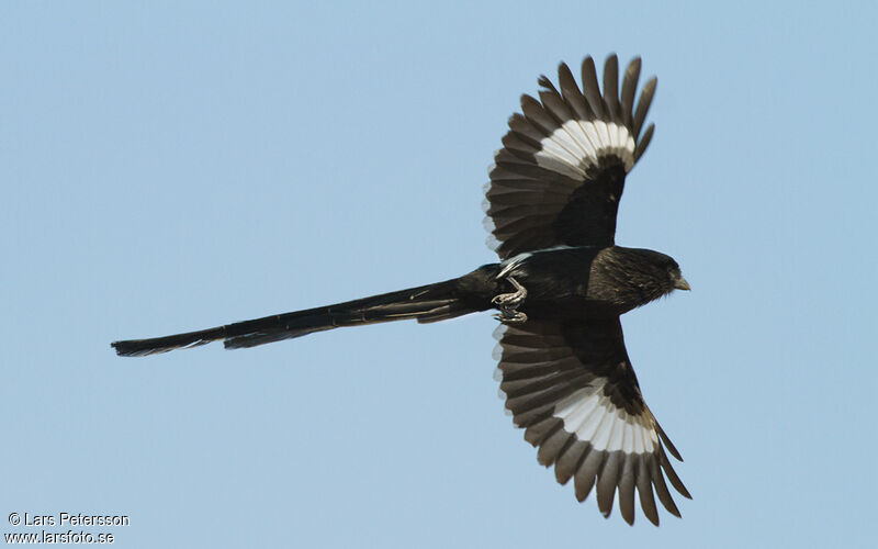 Corvinelle noir et blanc