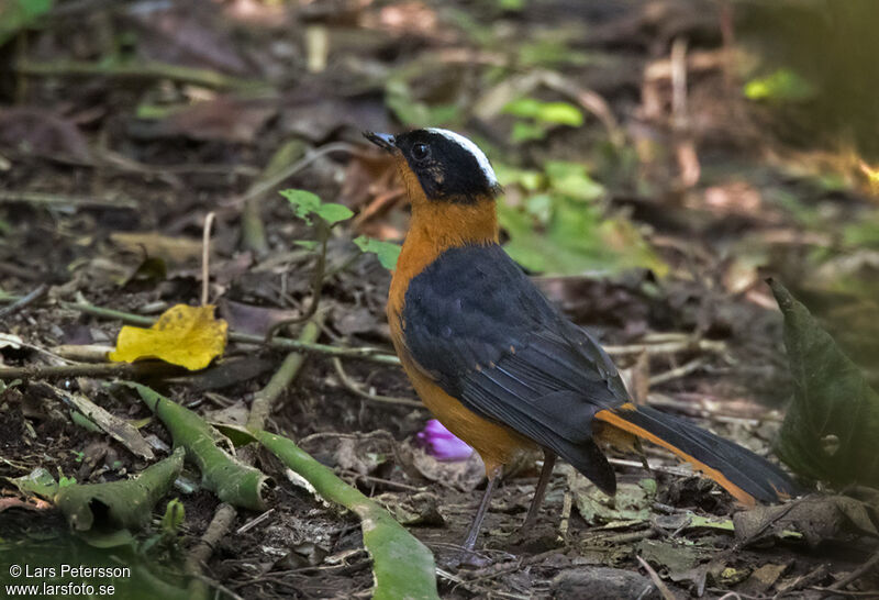 Snowy-crowned Robin-Chat