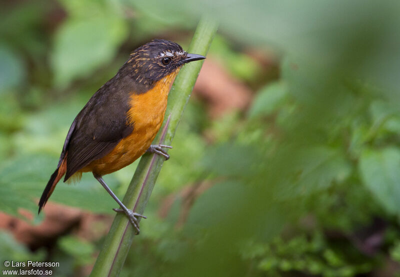 Mountain Robin-Chat