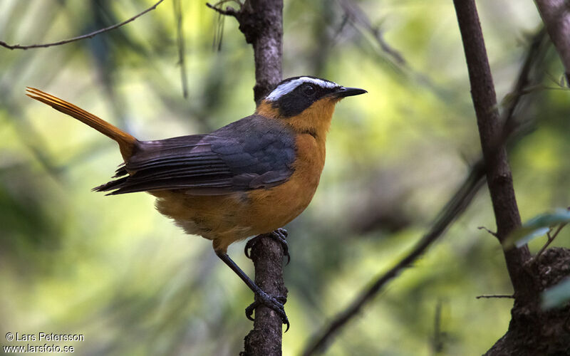 White-browed Robin-Chat