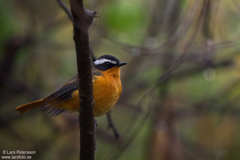 Rüppell's Robin-Chat