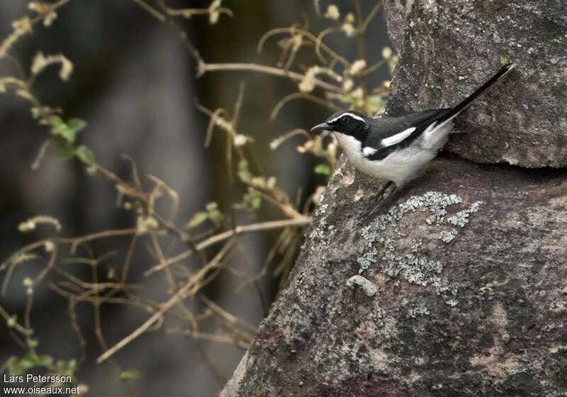 Angola Cave Chatadult, habitat, pigmentation, Behaviour